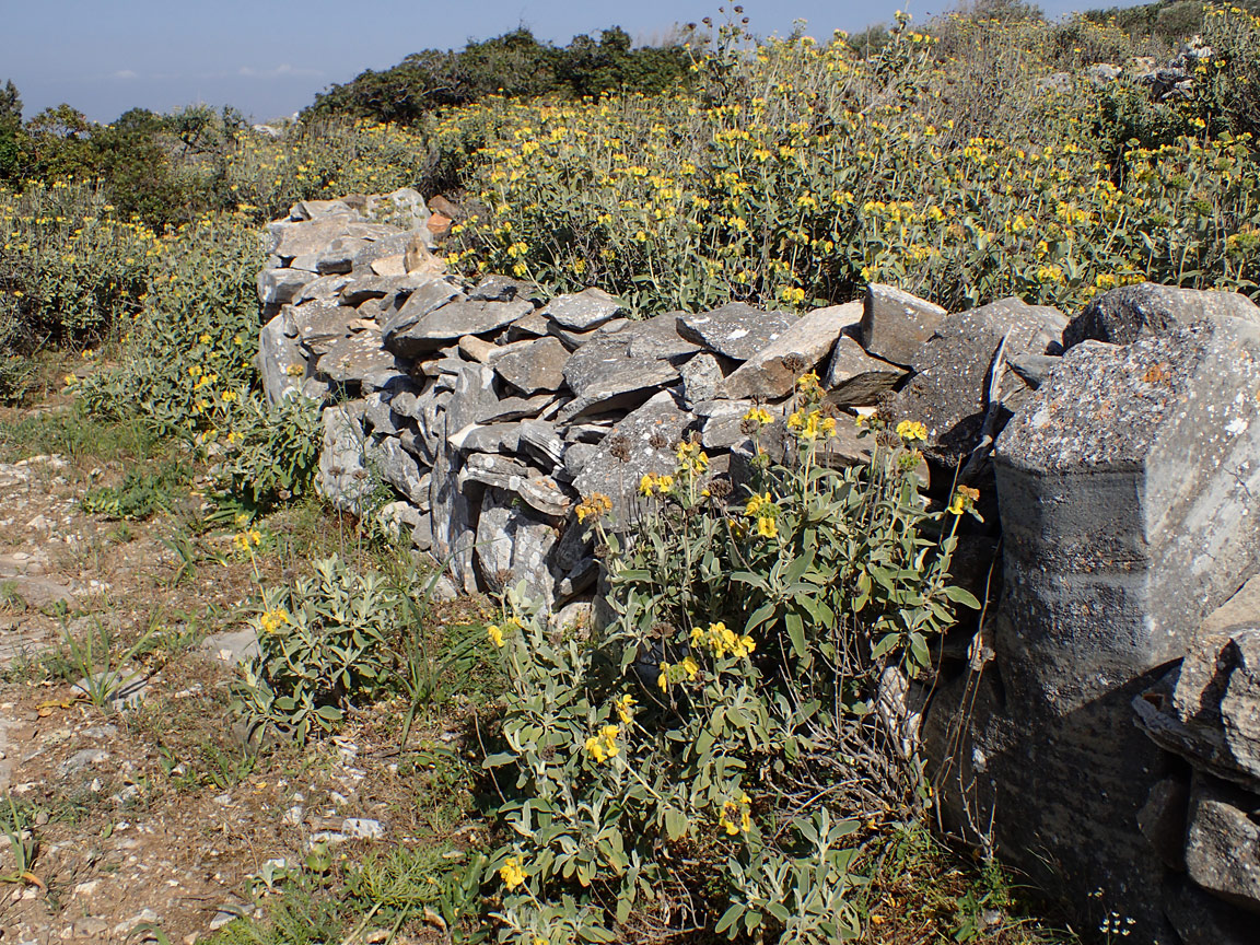 Image of Phlomis fruticosa specimen.