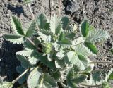 Potentilla nivea