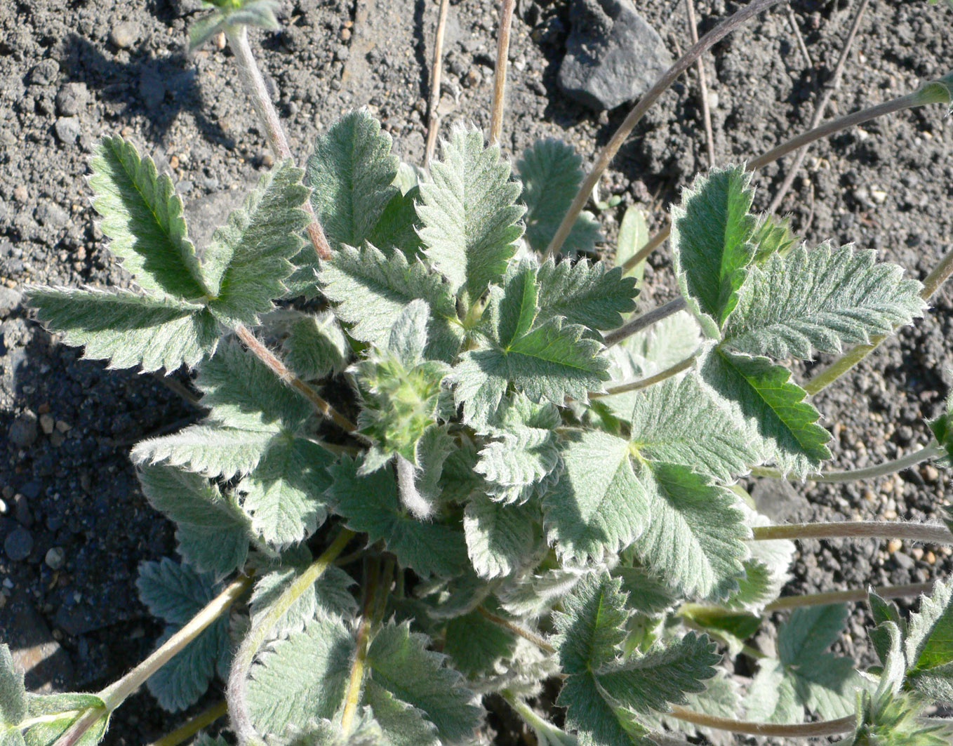 Изображение особи Potentilla nivea.