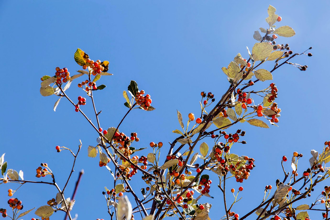 Image of Sorbus taurica specimen.