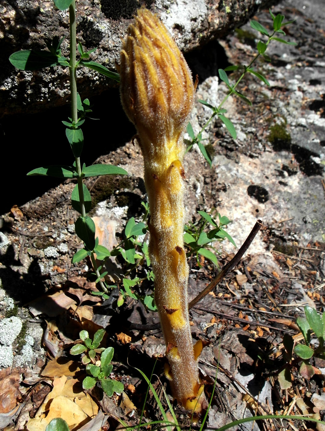 Image of genus Orobanche specimen.