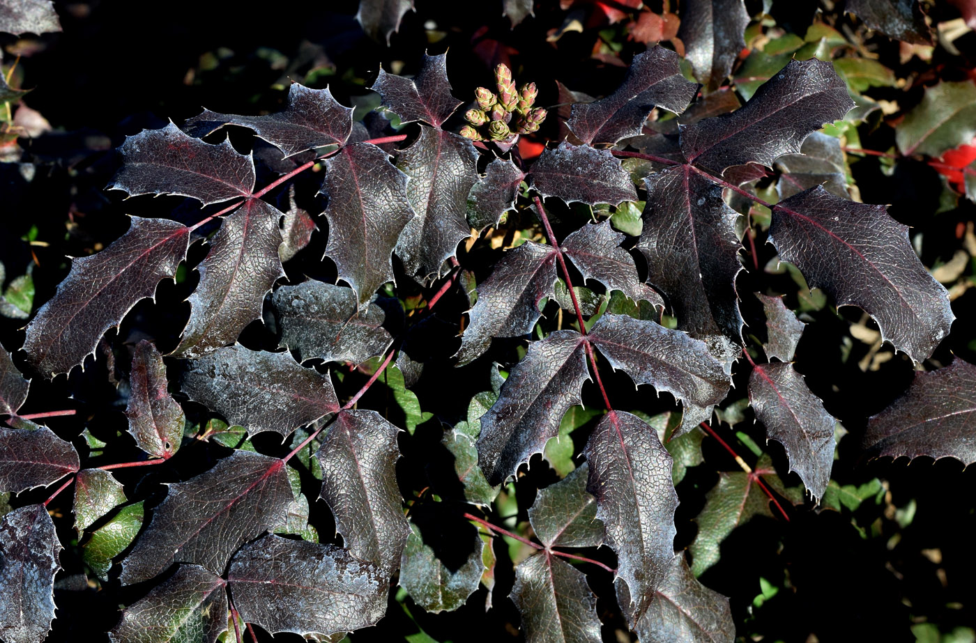 Изображение особи Mahonia aquifolium.