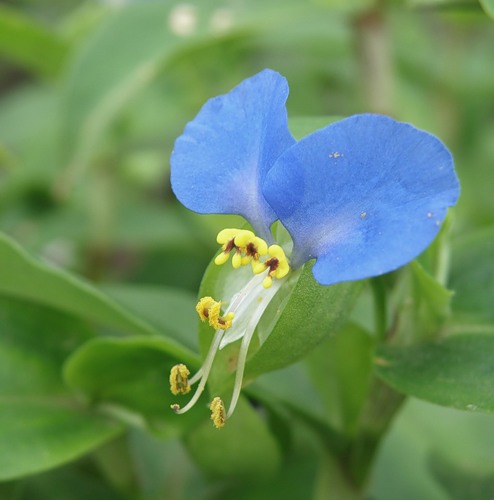 Image of Commelina communis specimen.