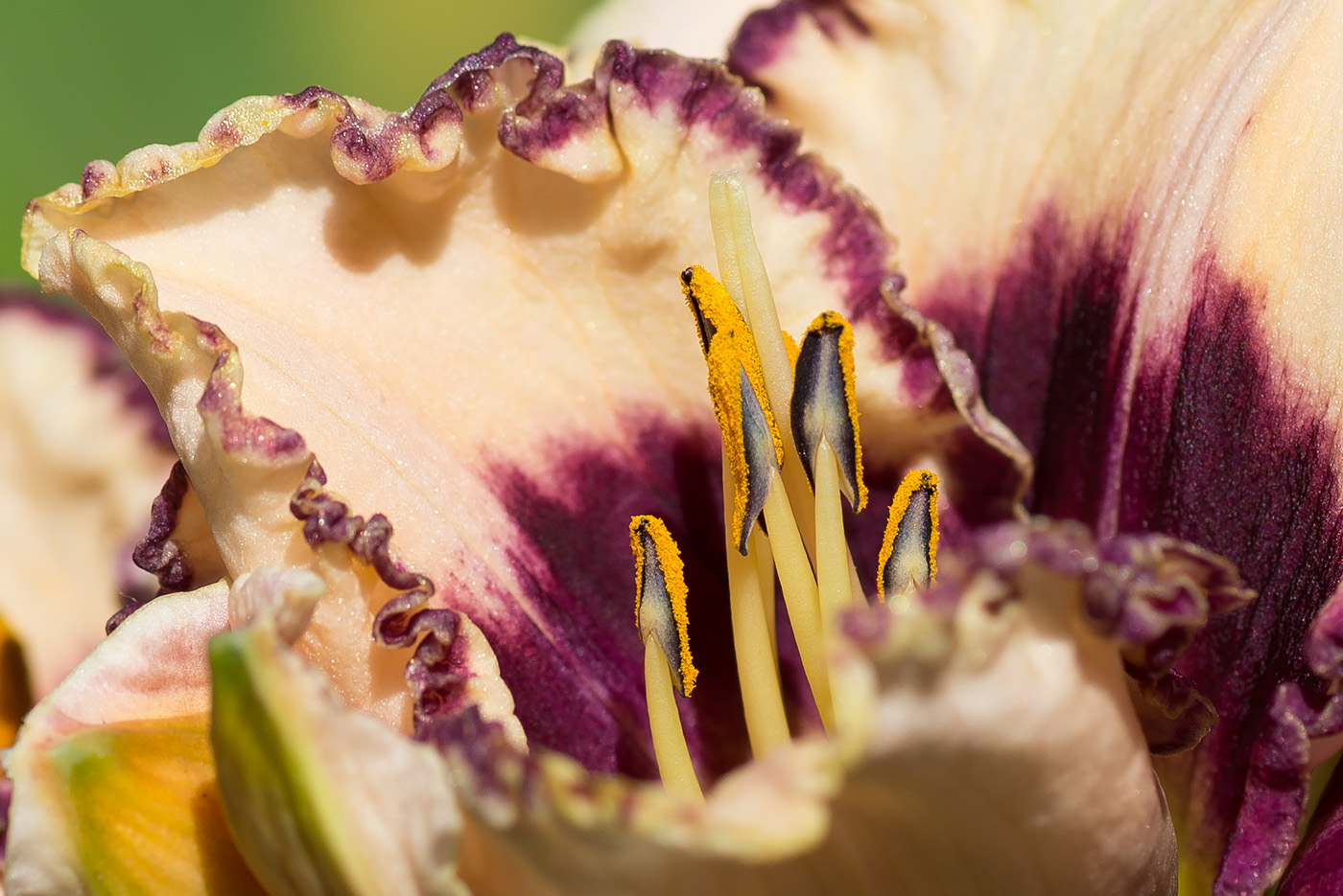 Image of Hemerocallis &times; hybrida specimen.