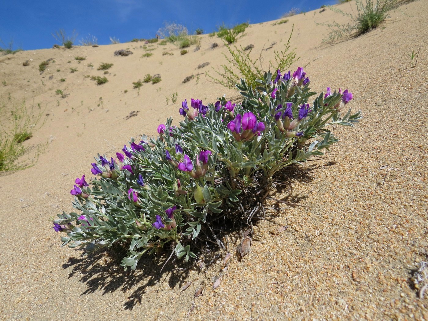 Image of Oxytropis tragacanthoides specimen.