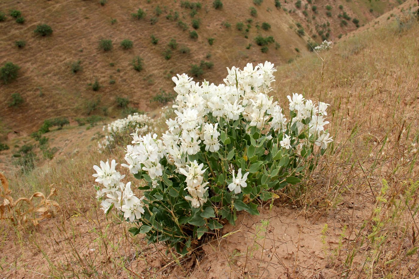 Изображение особи Otostegia fedtschenkoana.