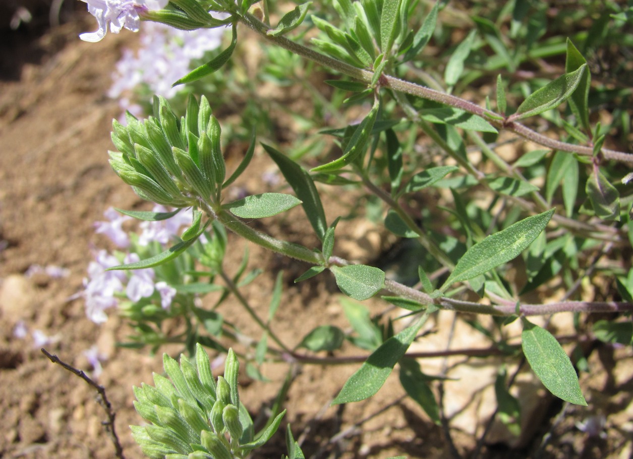 Image of Ziziphora serpyllacea specimen.