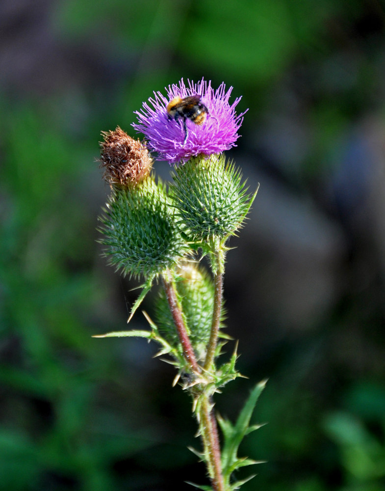 Image of Cirsium vulgare specimen.