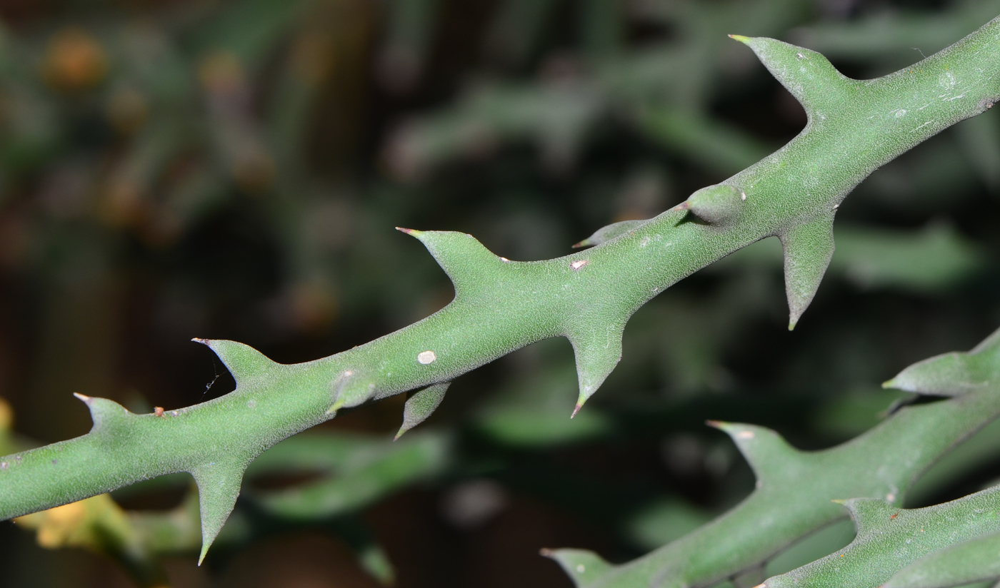 Image of Euphorbia stenoclada specimen.