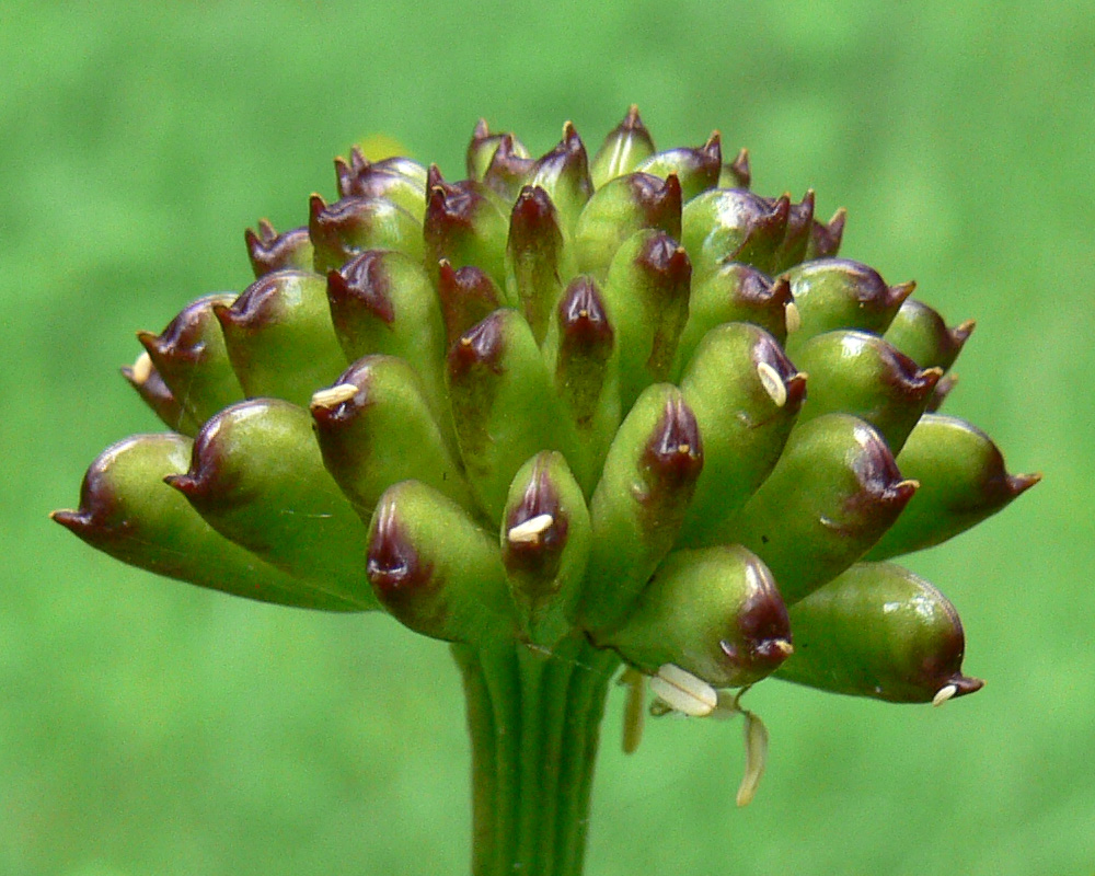 Image of Trollius europaeus specimen.