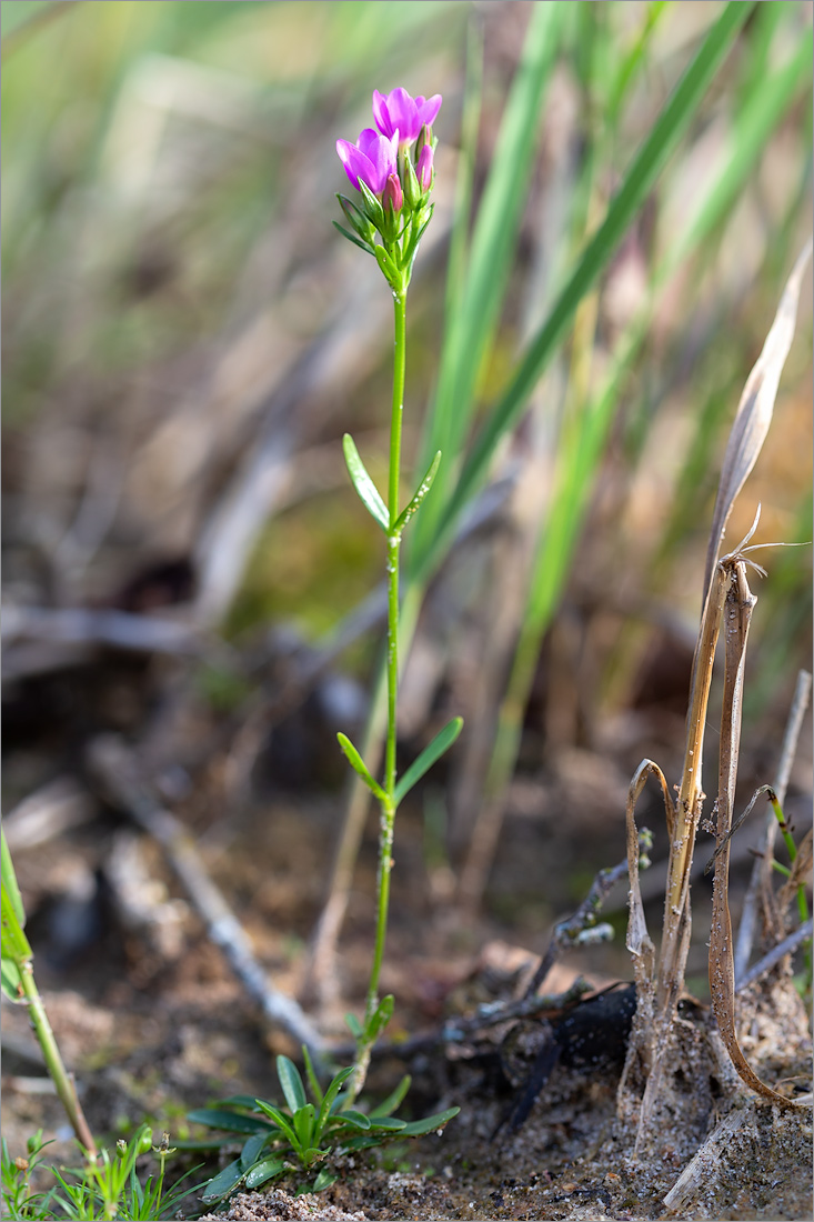 Изображение особи Centaurium littorale.