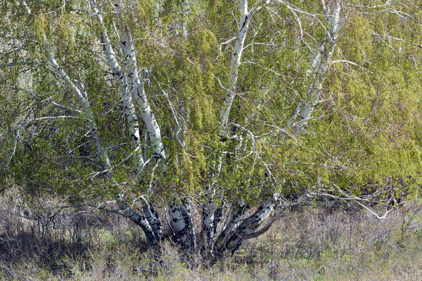 Изображение особи Betula pendula.