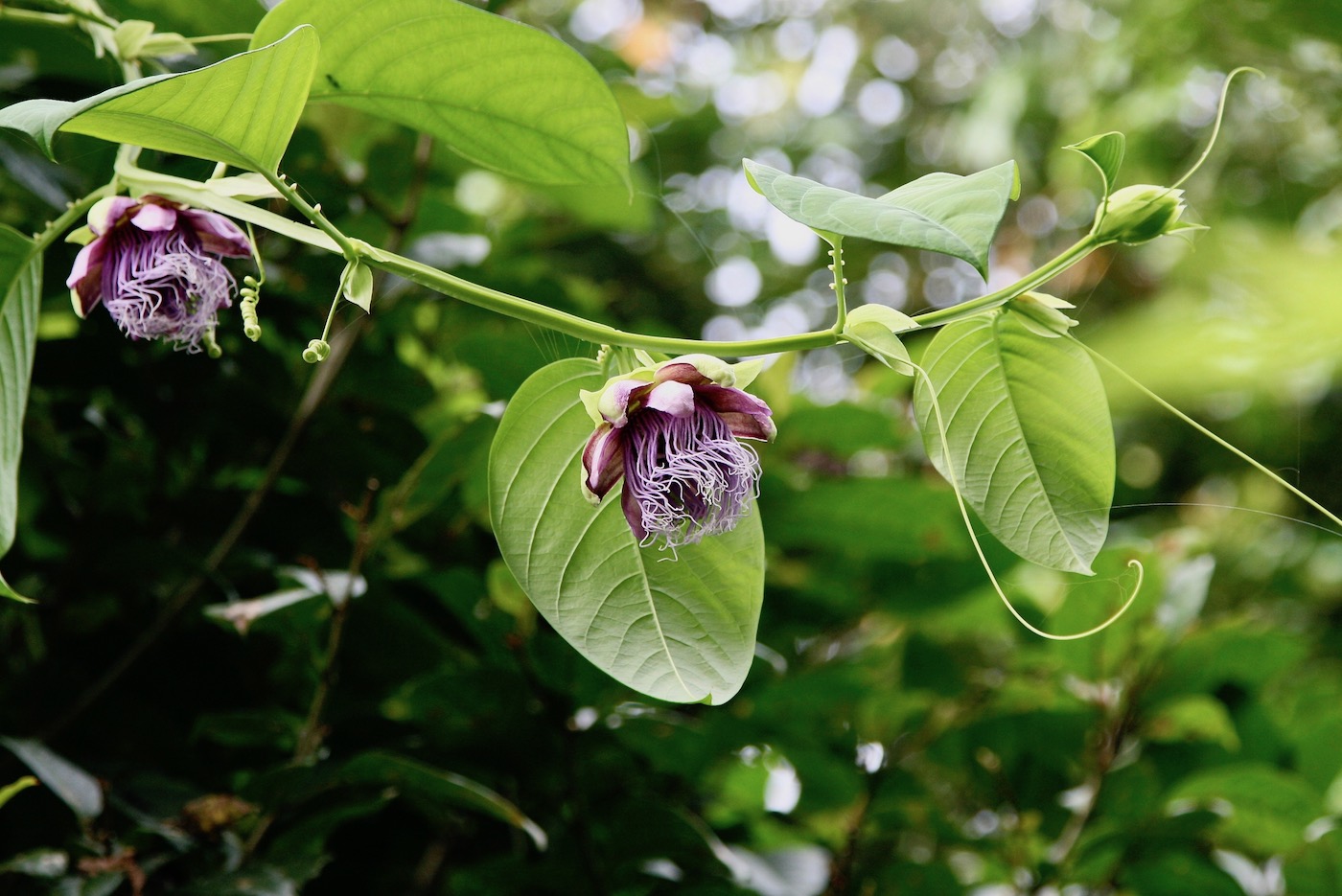 Image of Passiflora quadrangularis specimen.