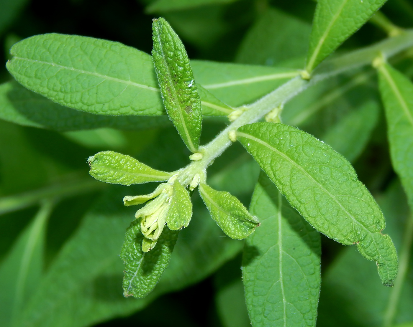 Изображение особи Inula conyza.