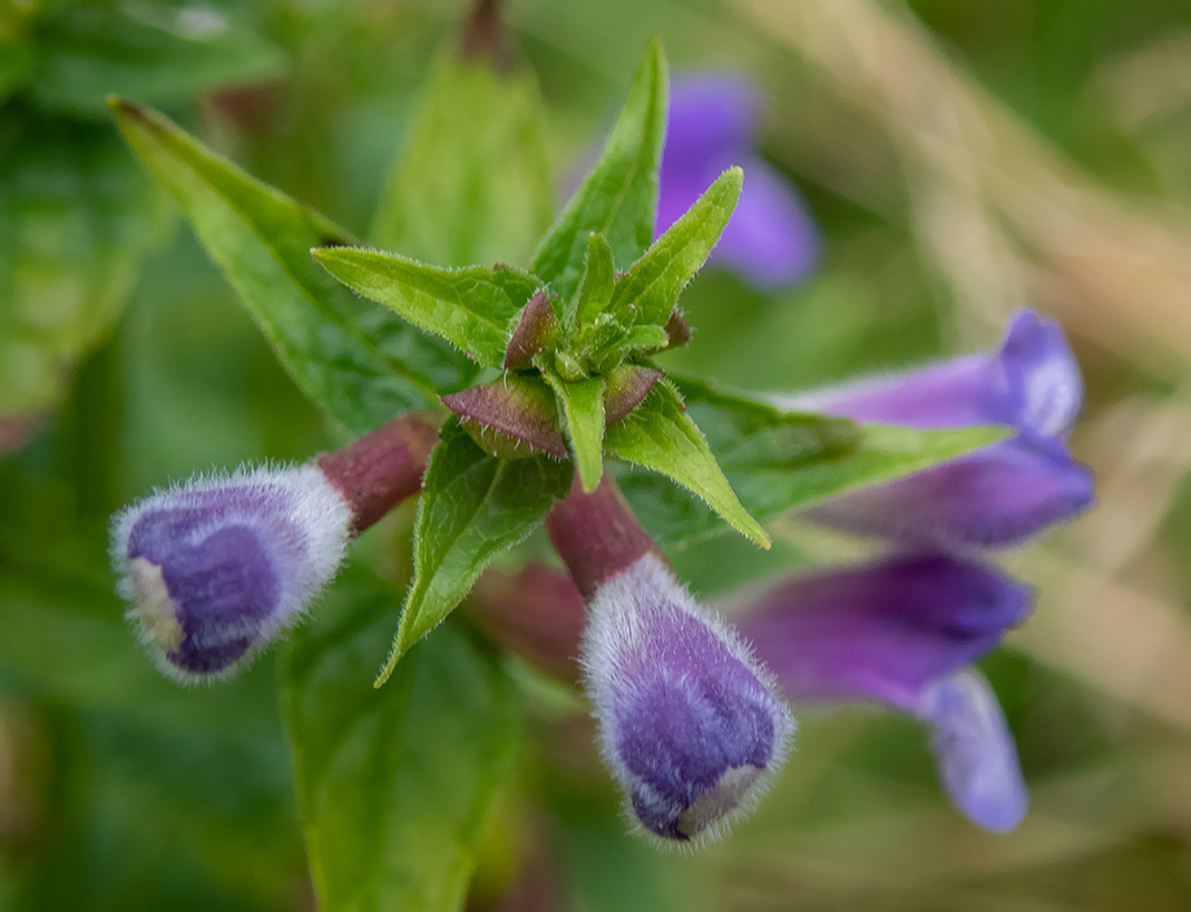 Image of Scutellaria galericulata specimen.