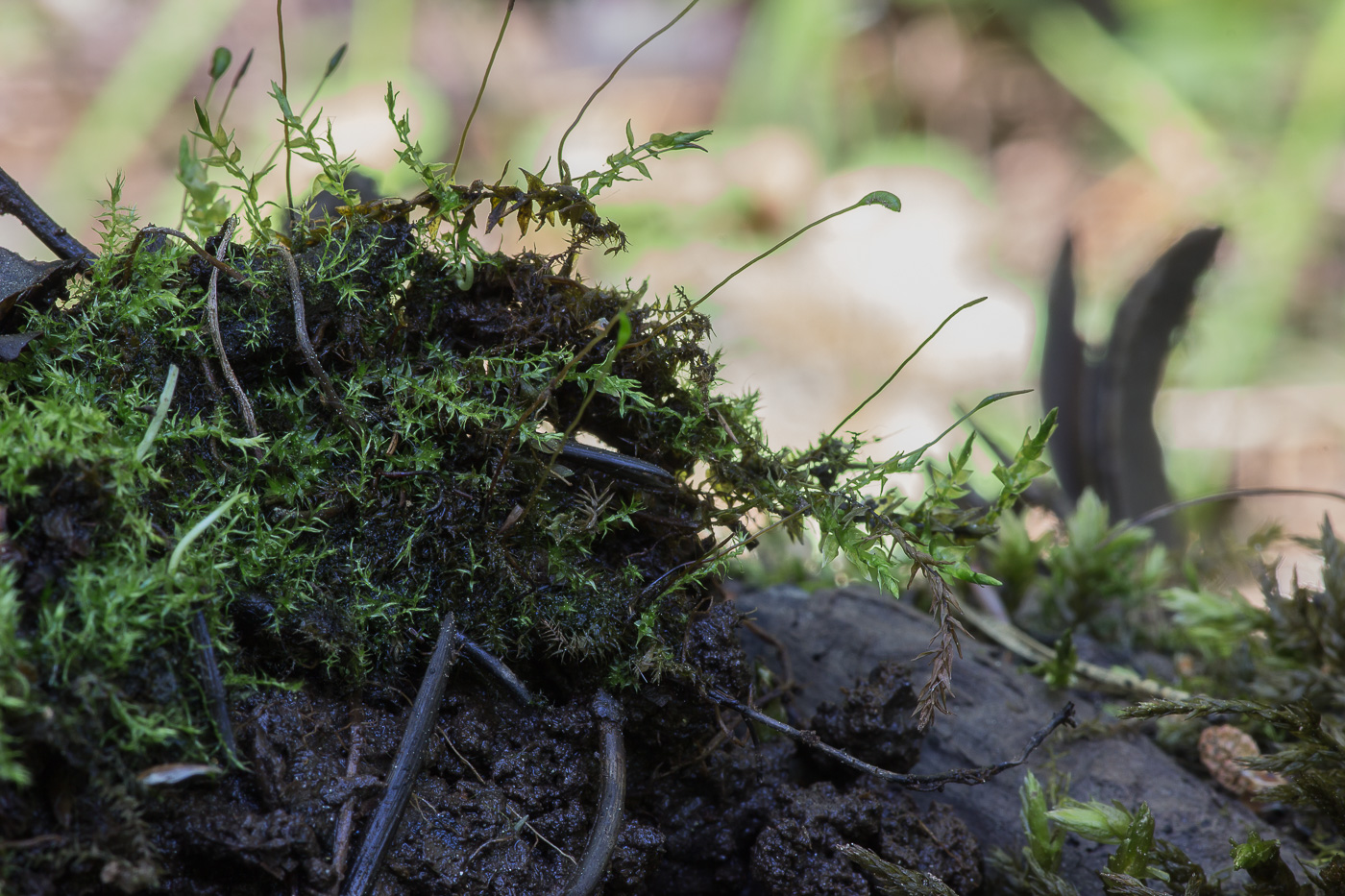 Image of class Bryopsida specimen.