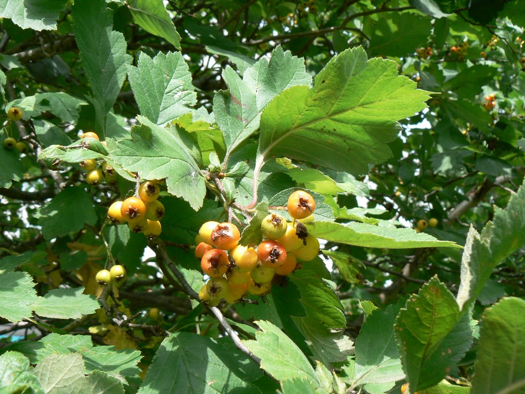 Изображение особи Crataegus maximowiczii.