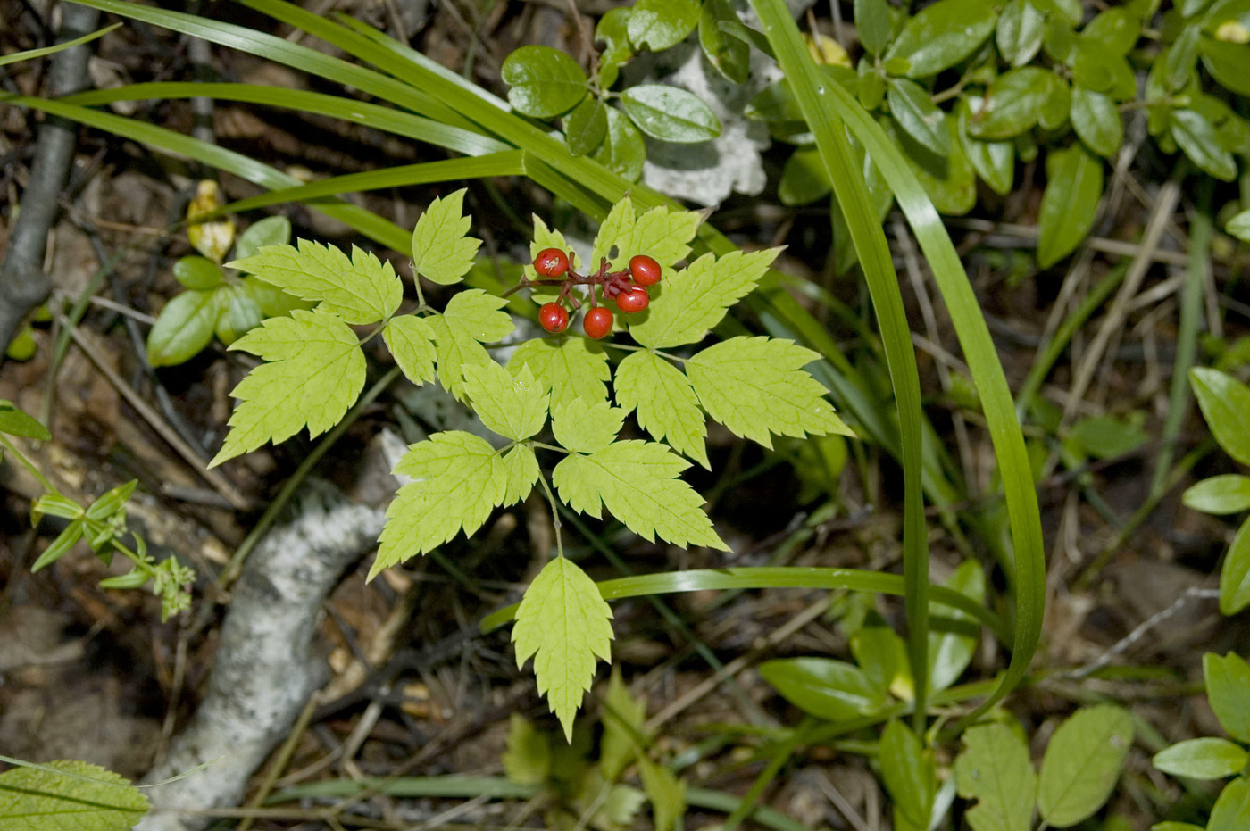 Image of Actaea erythrocarpa specimen.