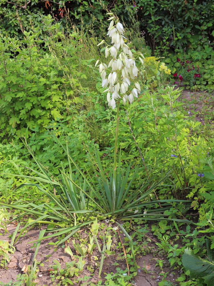 Изображение особи Yucca filamentosa.