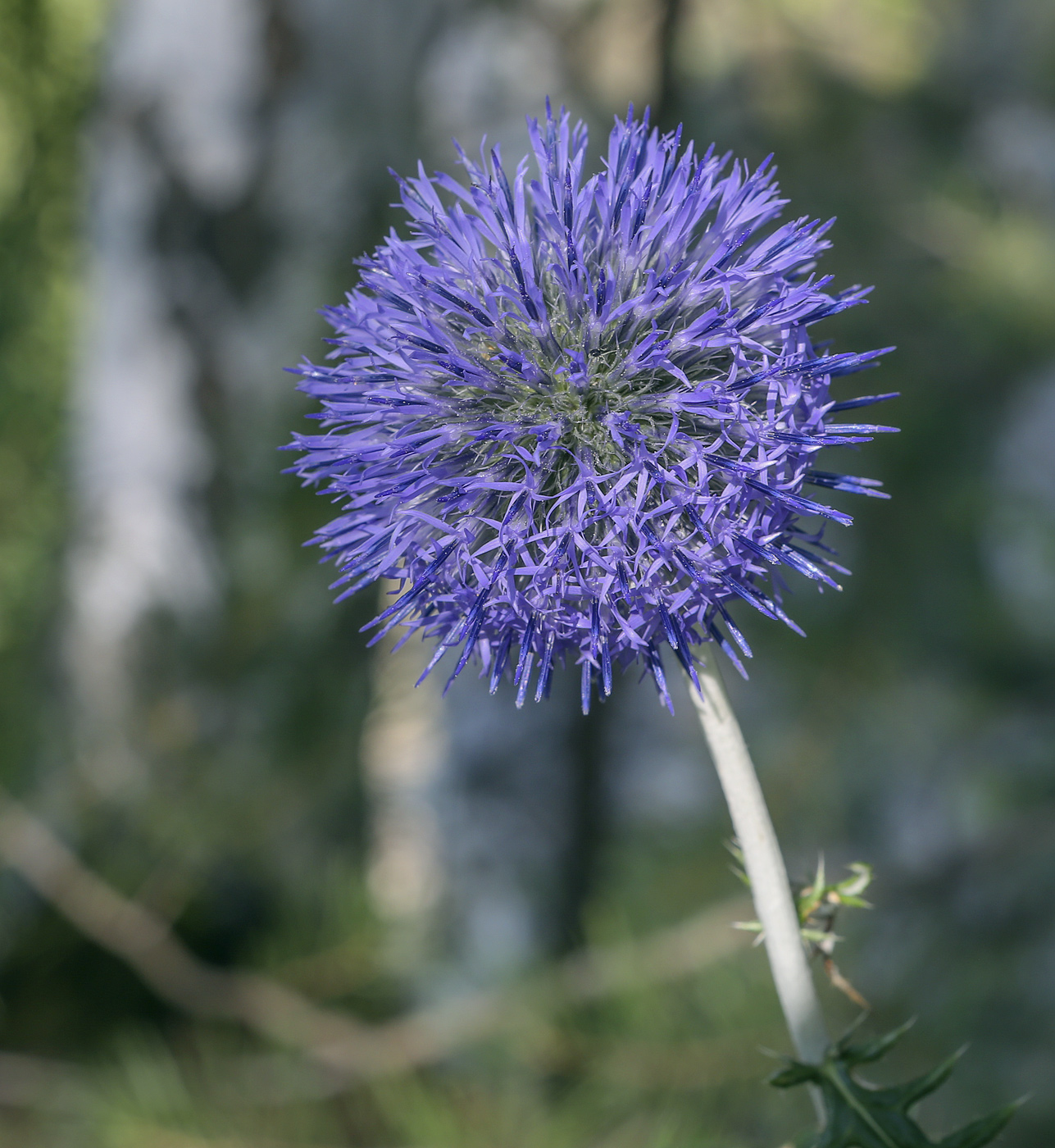 Изображение особи Echinops crispus.