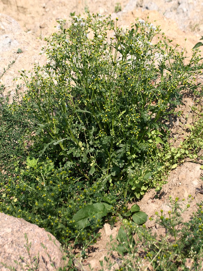 Image of Senecio vulgaris specimen.