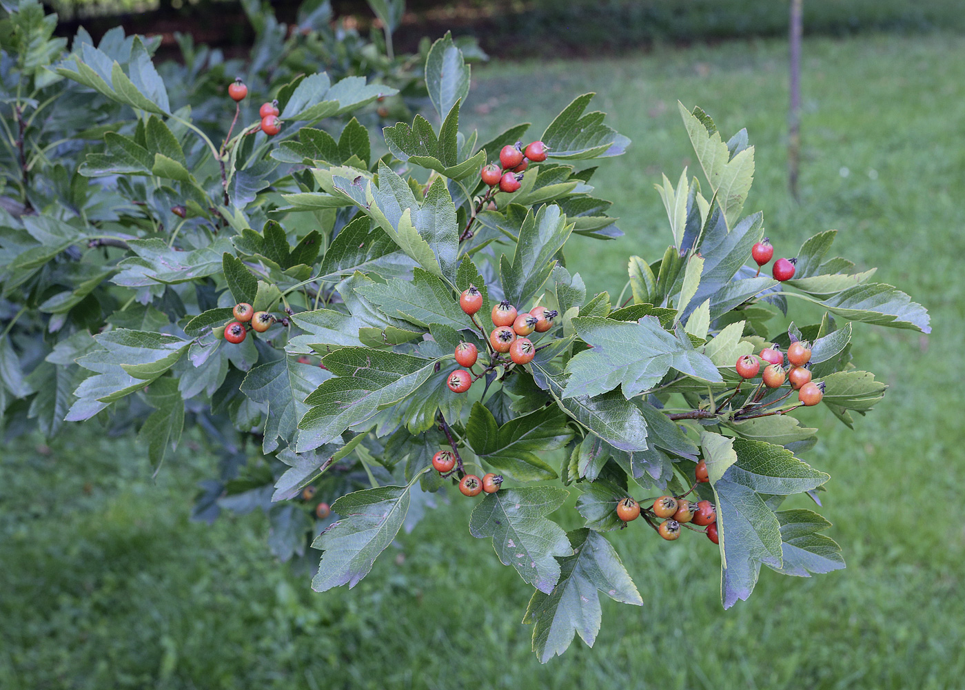 Изображение особи род Crataegus.