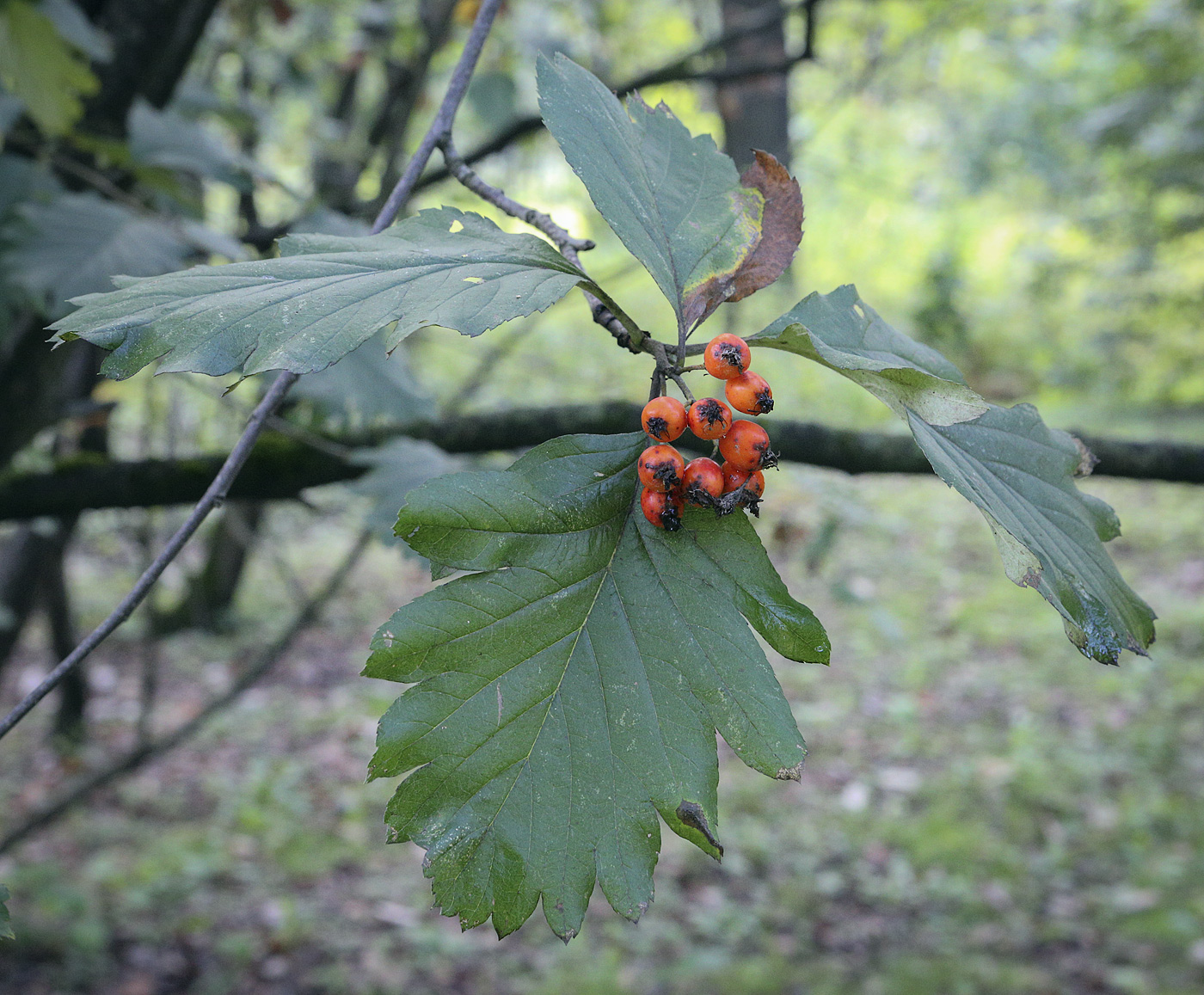 Изображение особи Sorbus intermedia.