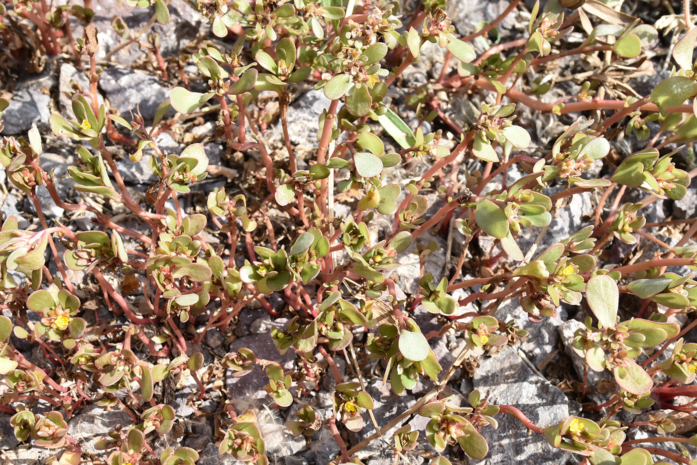 Image of Portulaca oleracea specimen.