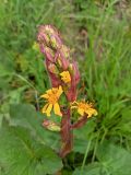 Ligularia subsagittata