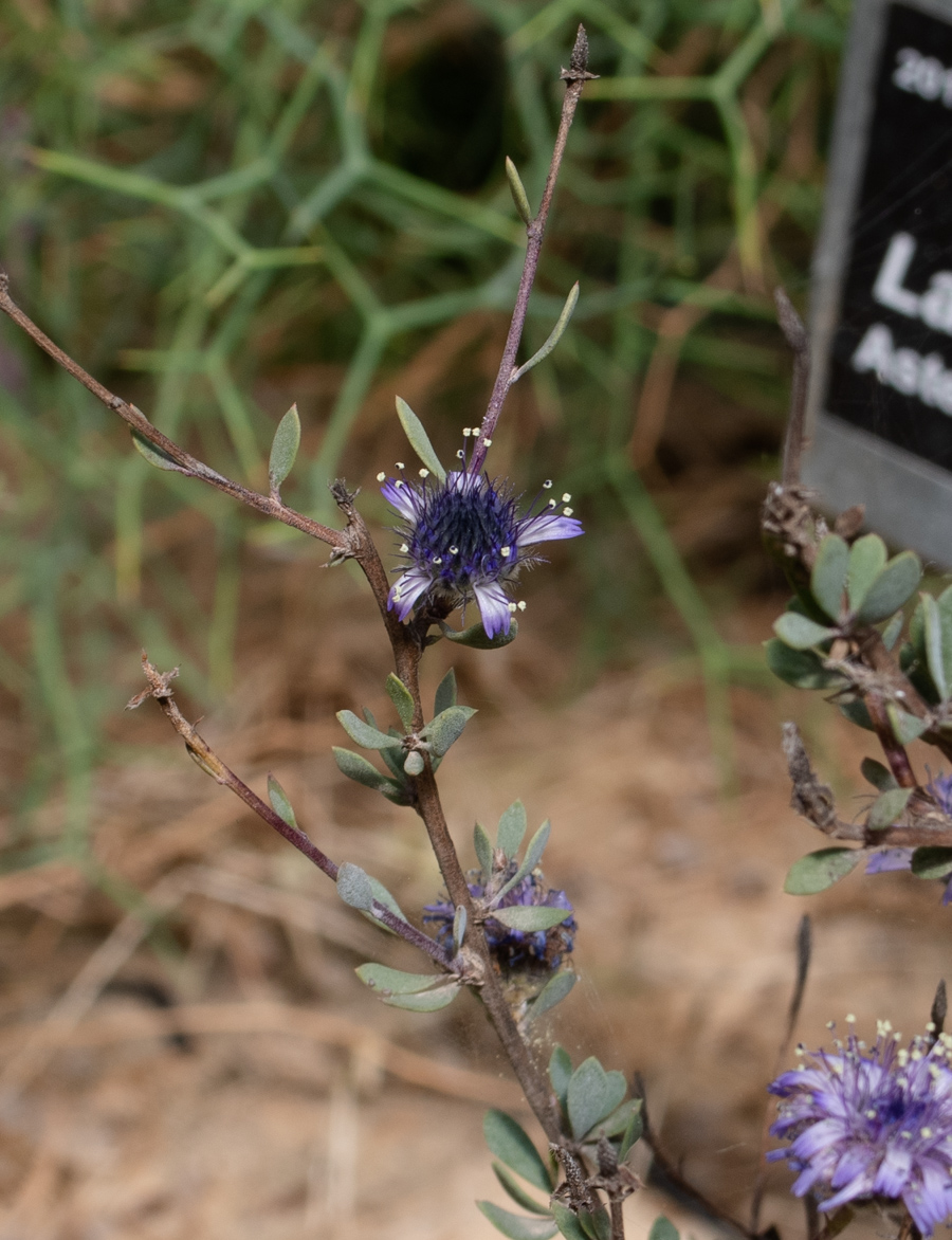 Image of Globularia arabica specimen.