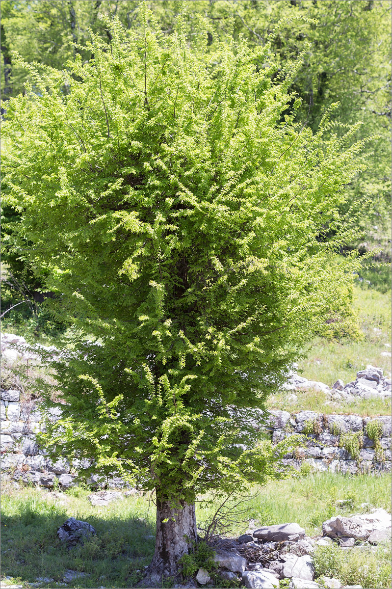 Image of genus Carpinus specimen.