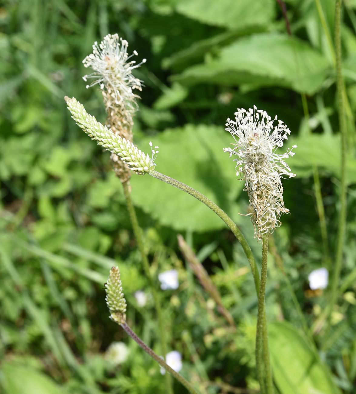 Изображение особи Plantago urvillei.