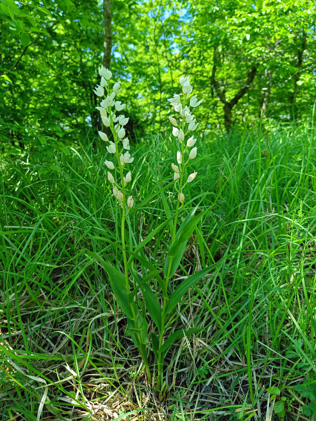 Image of Cephalanthera longifolia specimen.