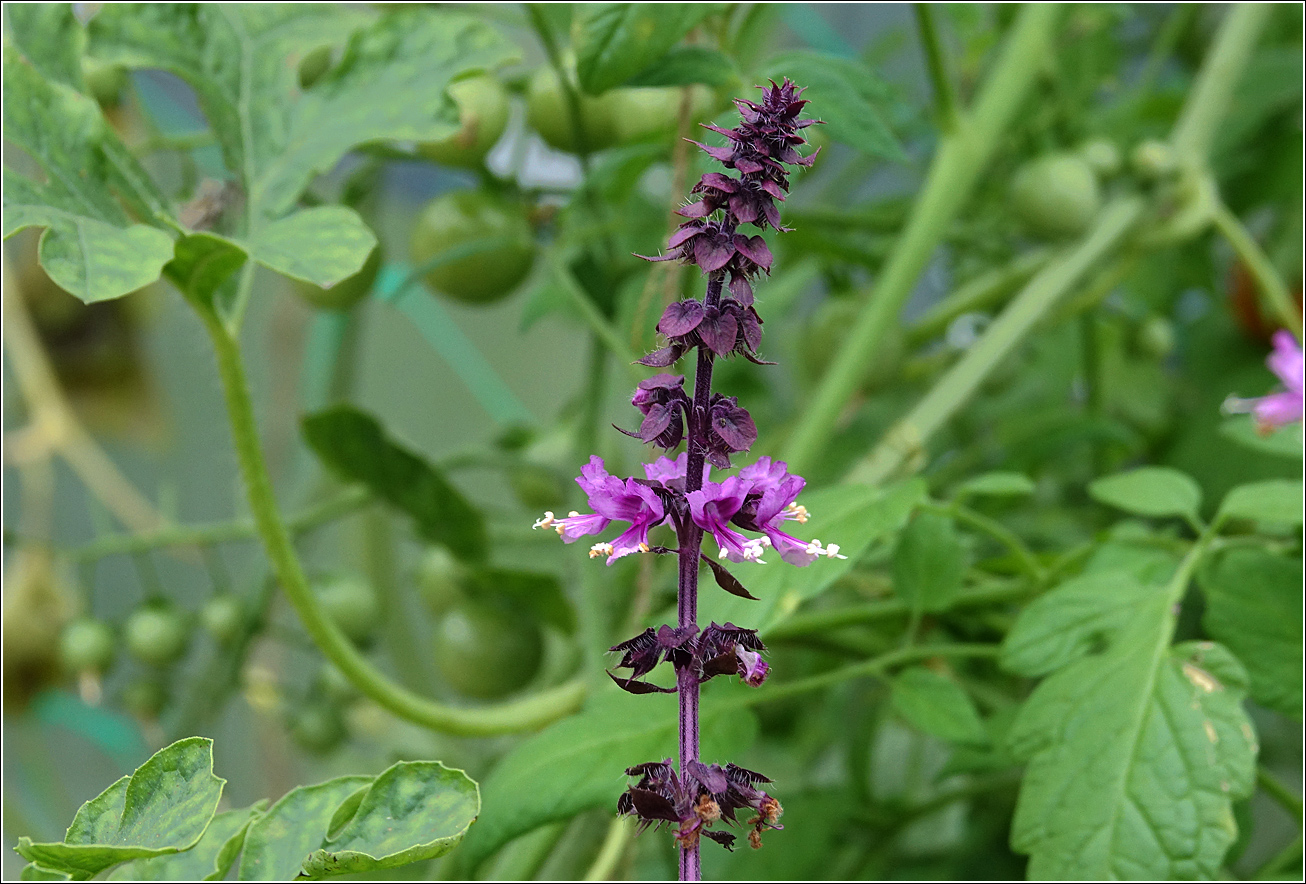 Изображение особи Ocimum basilicum.