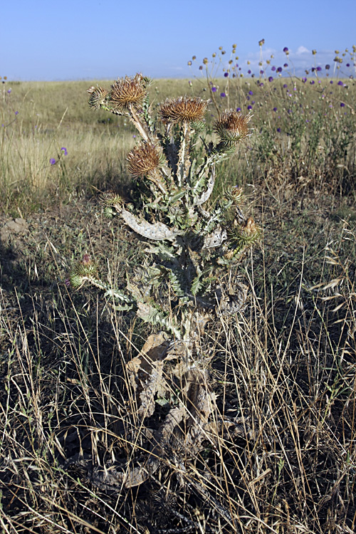 Image of Onopordum acanthium specimen.