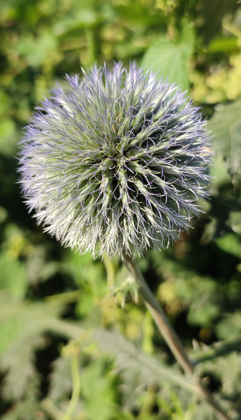 Изображение особи Echinops chantavicus.