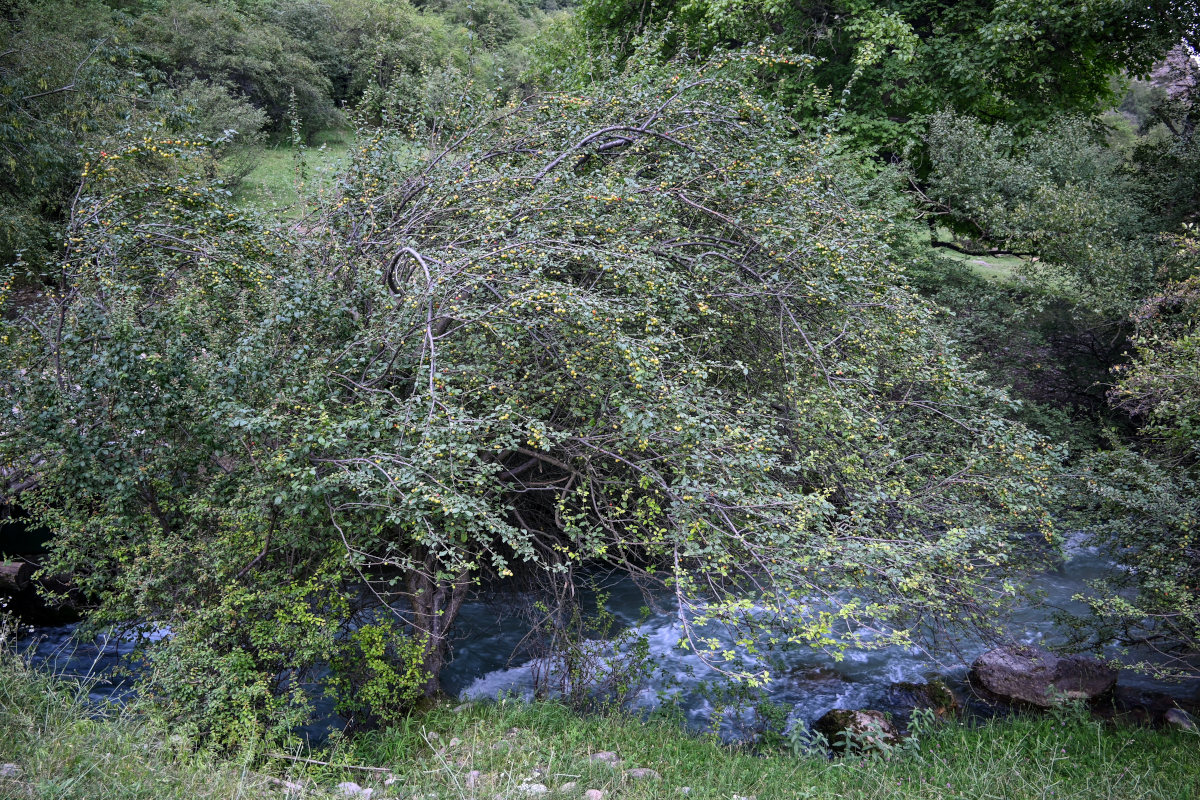 Image of genus Prunus specimen.