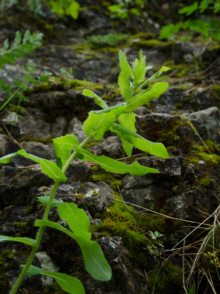 Изображение особи Hieracium virosum.