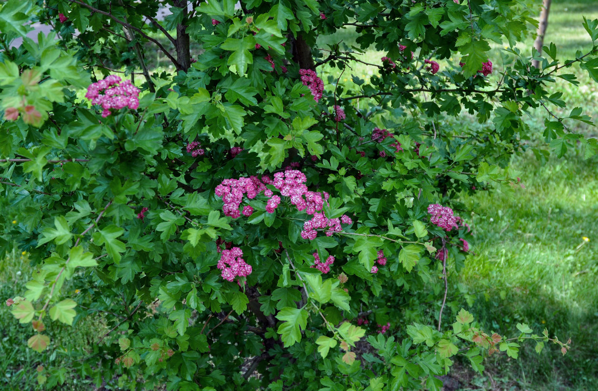 Image of Crataegus &times; media specimen.