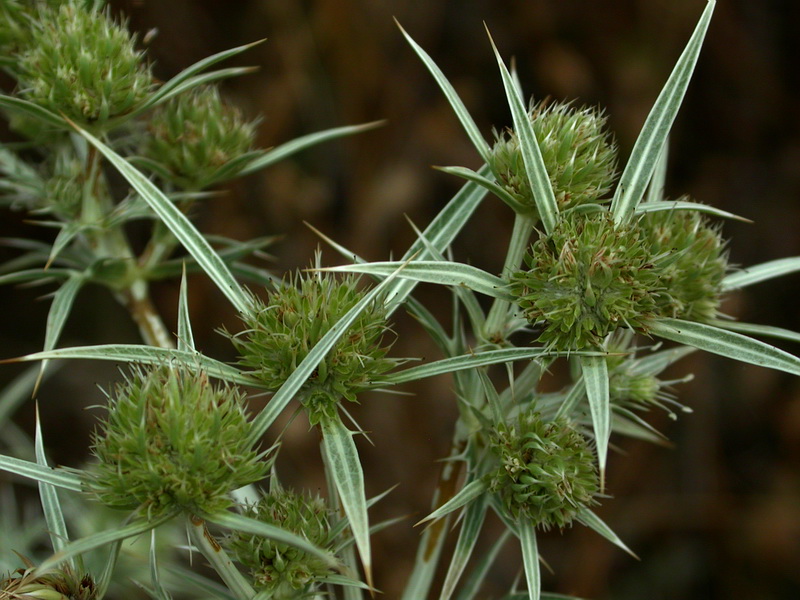 Image of Eryngium campestre specimen.