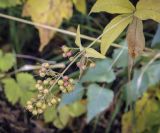 Lysimachia vulgaris. Верхушка плодоносящего растения. Москва, Северо-Западный административный округ, р-н Строгино, Щукинский полуостров, участок закреплённого берега. 16.09.2022.