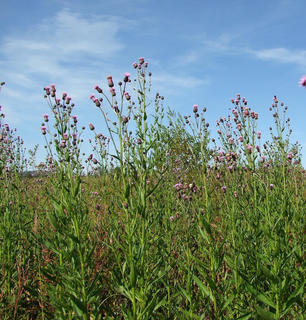 Image of Cirsium setosum specimen.