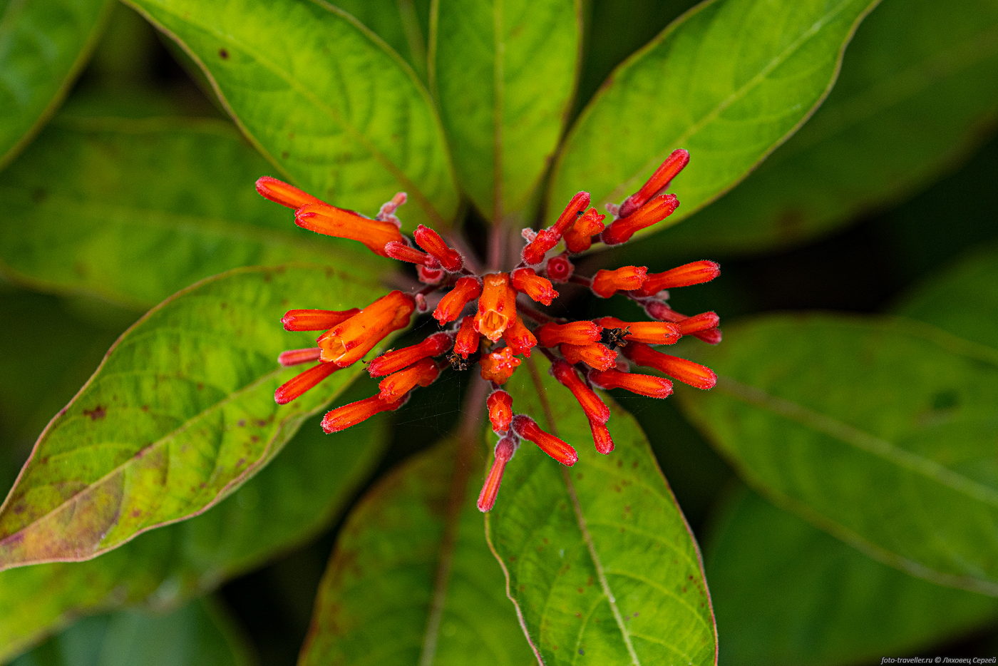 Image of Hamelia patens specimen.