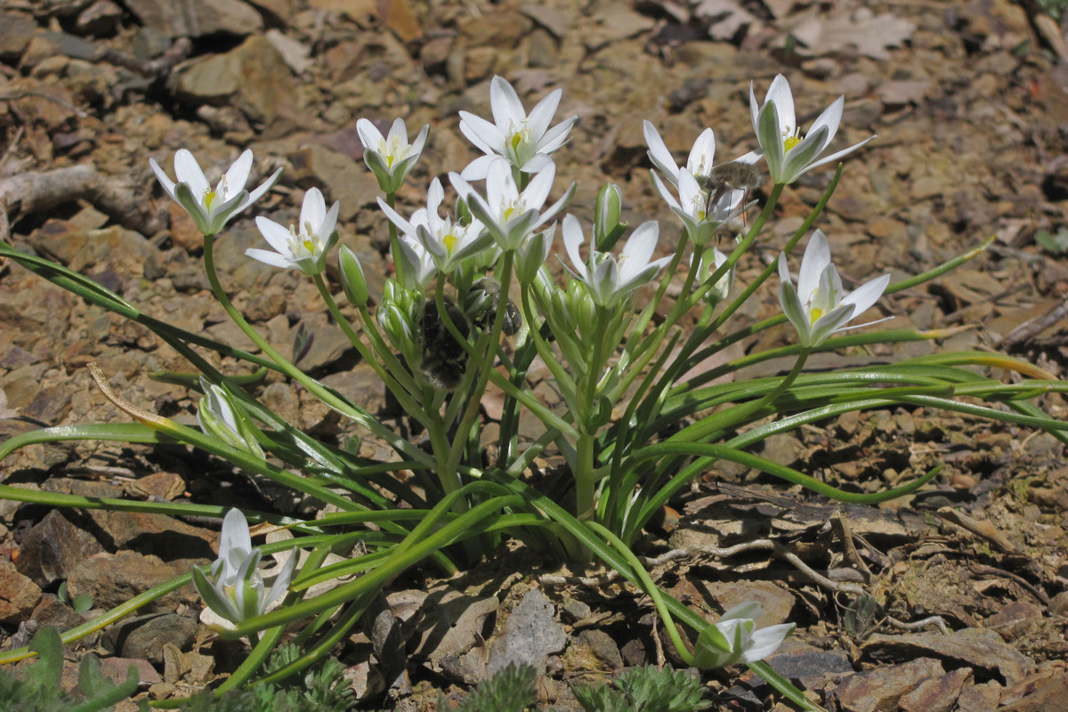 Image of Ornithogalum woronowii specimen.