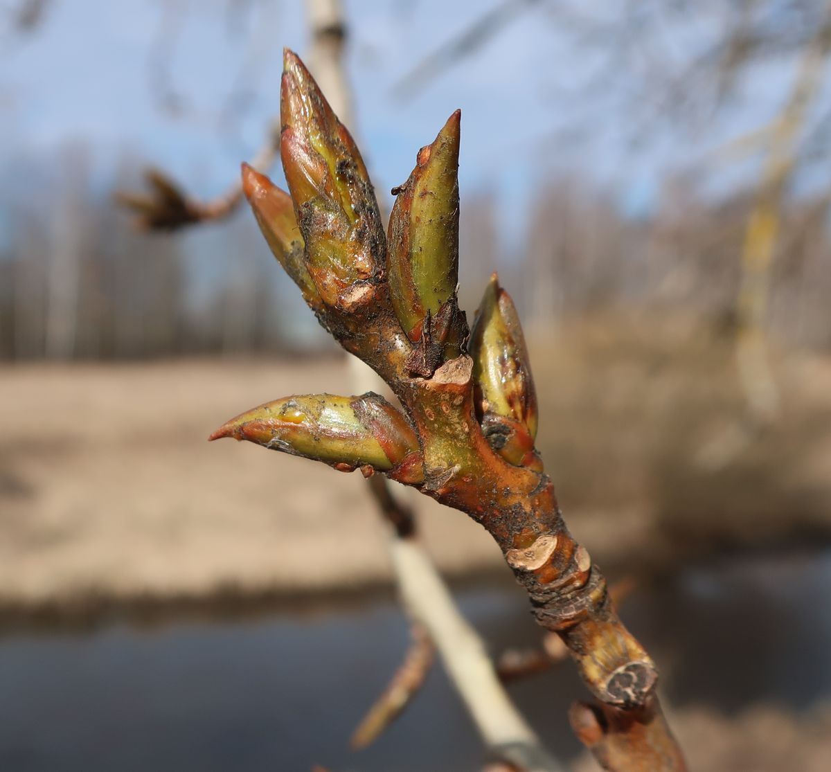 Image of genus Populus specimen.