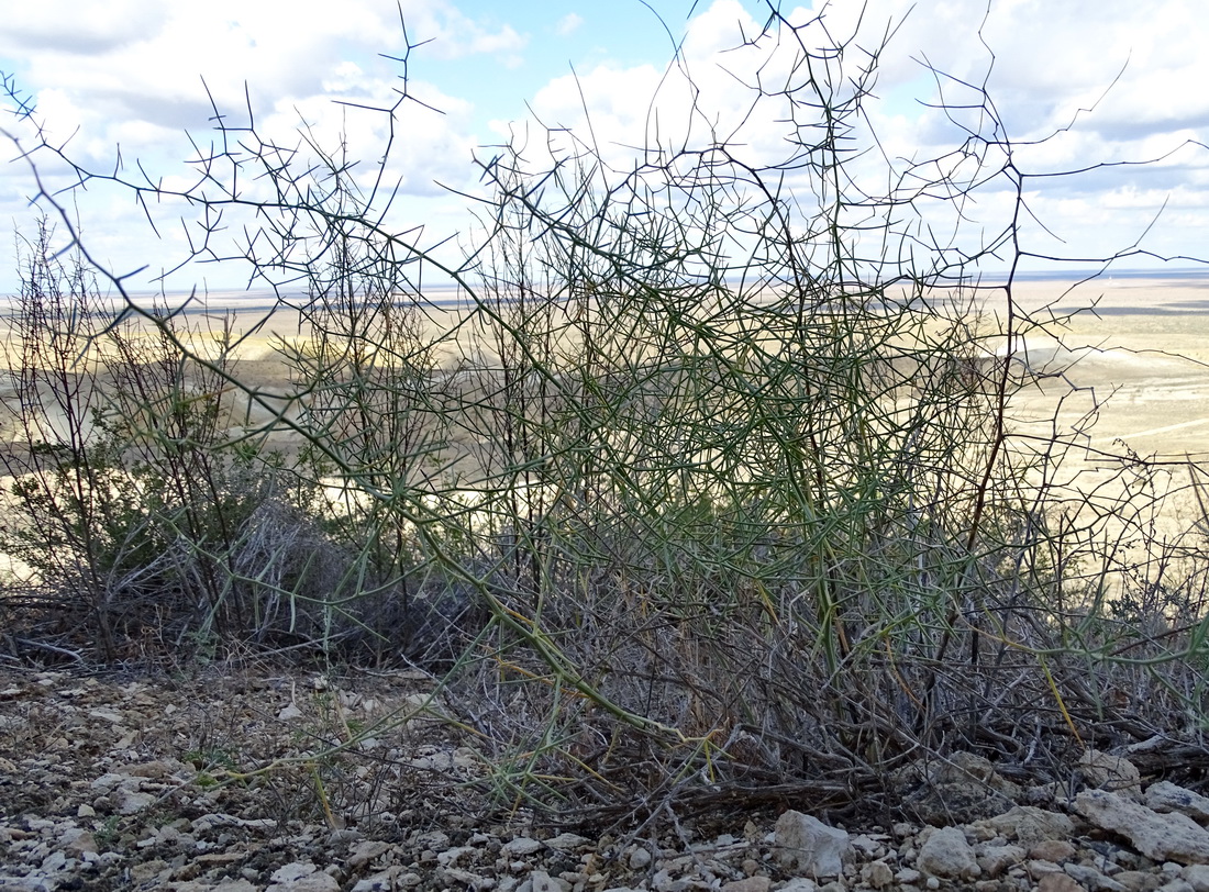 Image of Asparagus turkestanicus specimen.