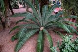 genus Cycas. Растение с микростробилом (?). Марокко, обл. Марракеш - Сафи, г. Марракеш, в культуре. 31.12.2022.