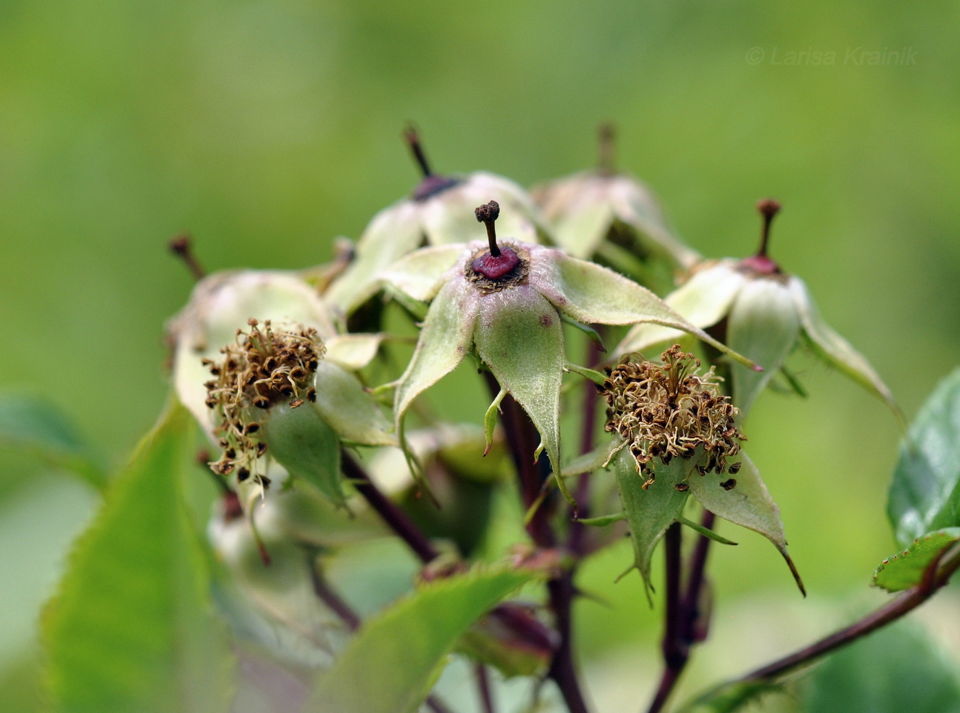 Image of Rosa maximowicziana specimen.