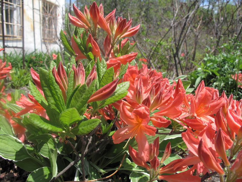 Image of Rhododendron molle ssp. japonicum specimen.