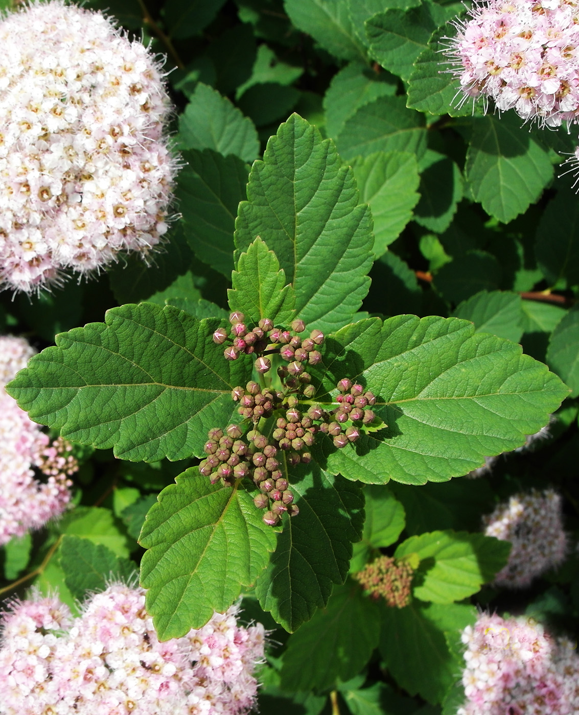 Image of Spiraea japonica specimen.